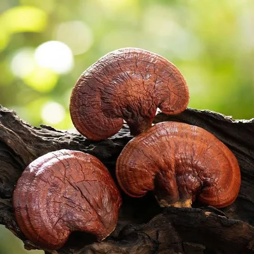 Ganoderma